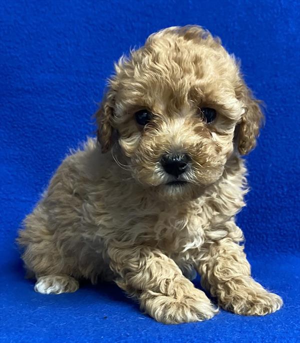 Mini Poodle Puppy For Sale