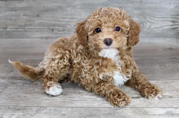 Havapoo Puppy For Sale