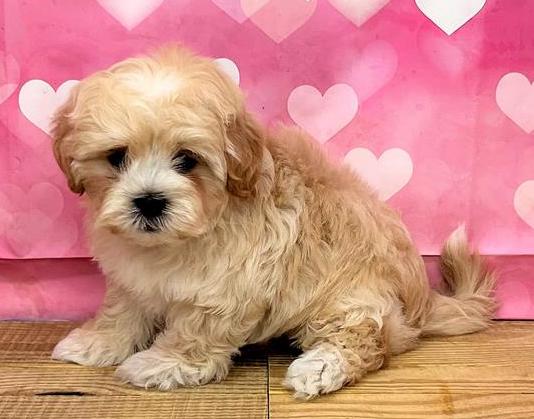 Teddy Bear Puppy For Sale