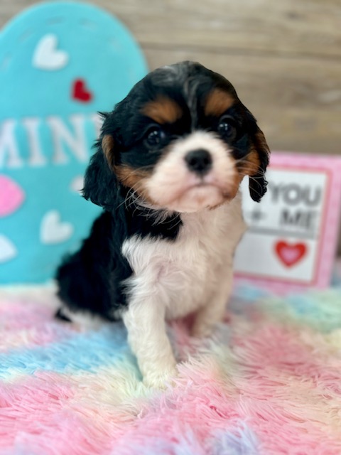 Cavalier King Puppy For Sale
