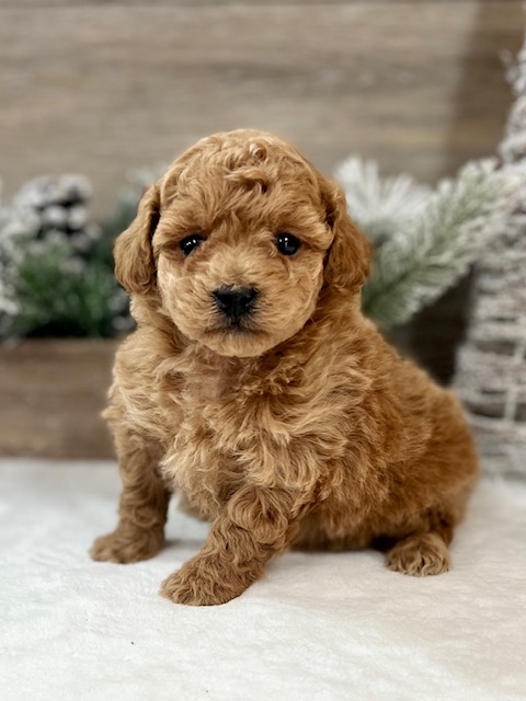 Mini Poodle Puppy