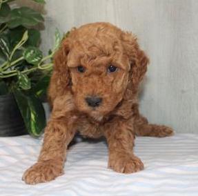Mini Poodle Puppy For Sale