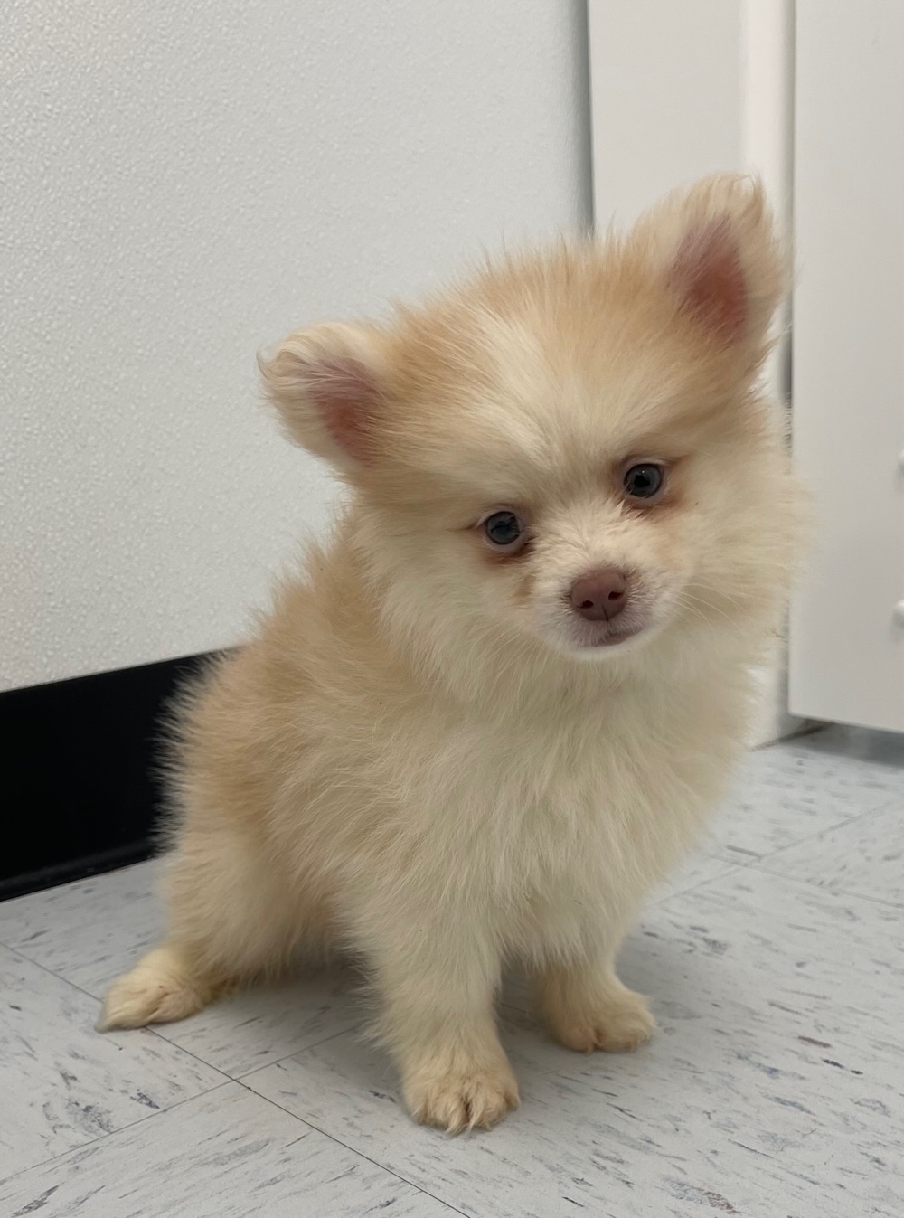 Pomsky Puppy For Sale
