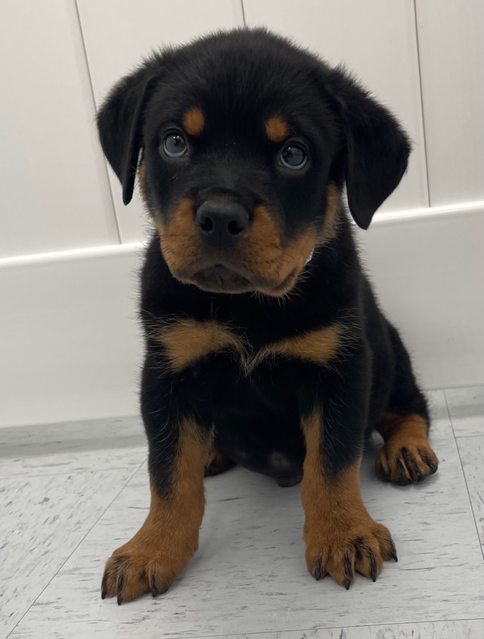 Rottweiler Puppy