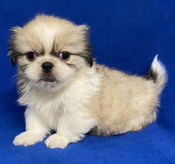 Pekingese Puppy For Sale