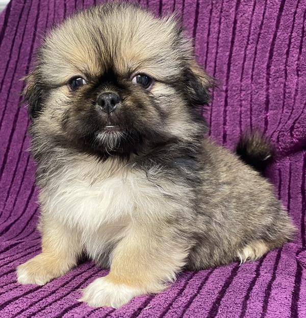 Pekingese Puppy For Sale