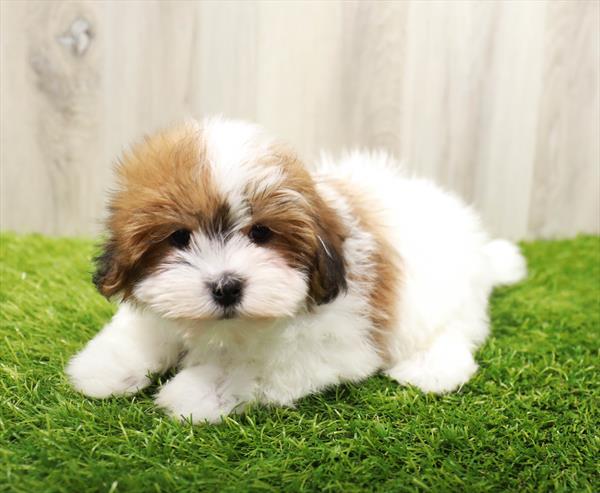 Teddy Bear Puppy For Sale