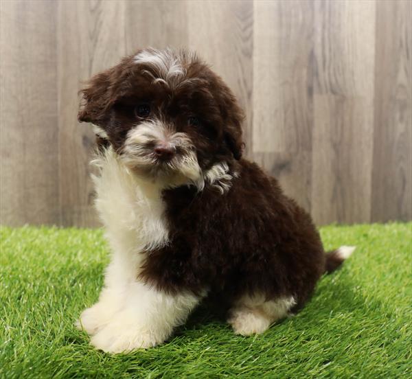 Miniature Sheepadoodle Puppy For Sale