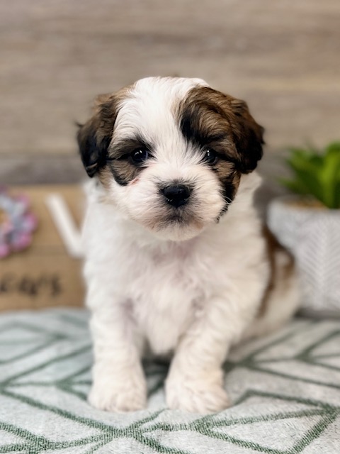 Teddy Bear Puppy For Sale