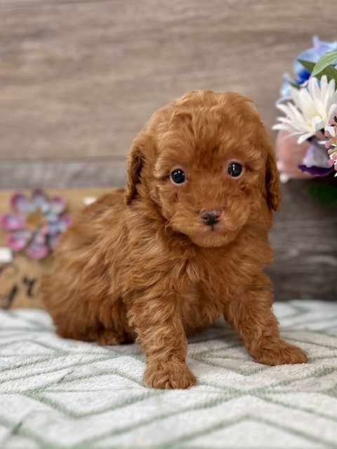 Mini Poodle Puppy