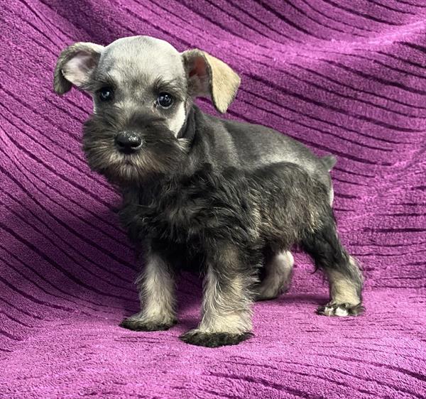 Mini Schnauzer Puppy For Sale