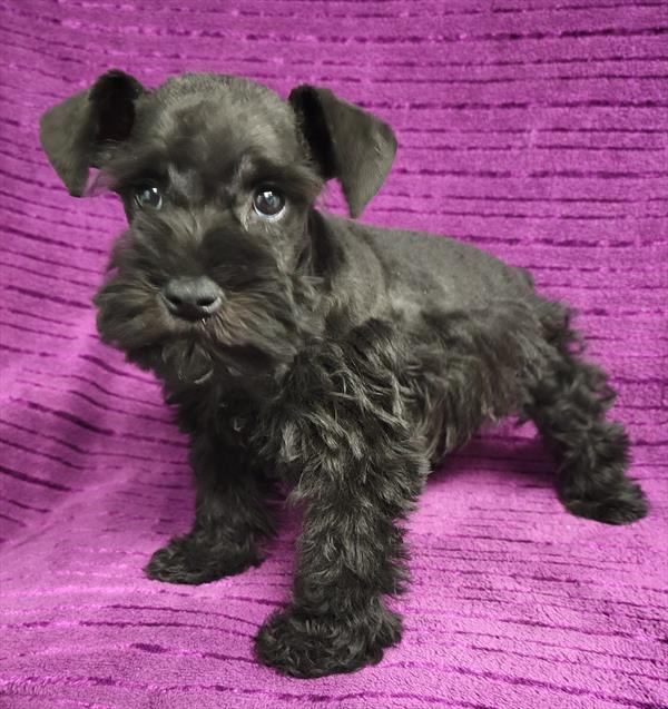 Mini Schnauzer Puppy For Sale