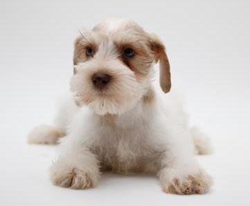 Mini Schnauzer Puppy For Sale