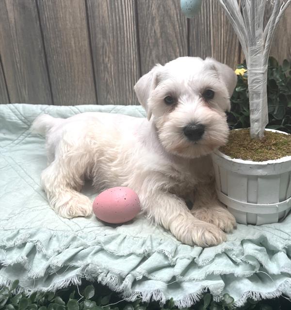 Mini Schnauzer Puppy For Sale