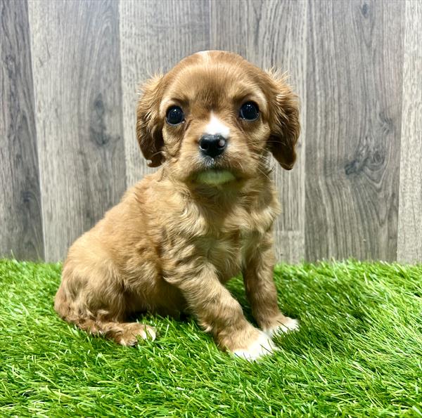 Cavalier King Puppy For Sale