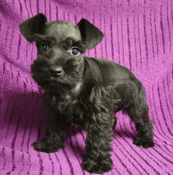 Mini Schnauzer Puppy For Sale