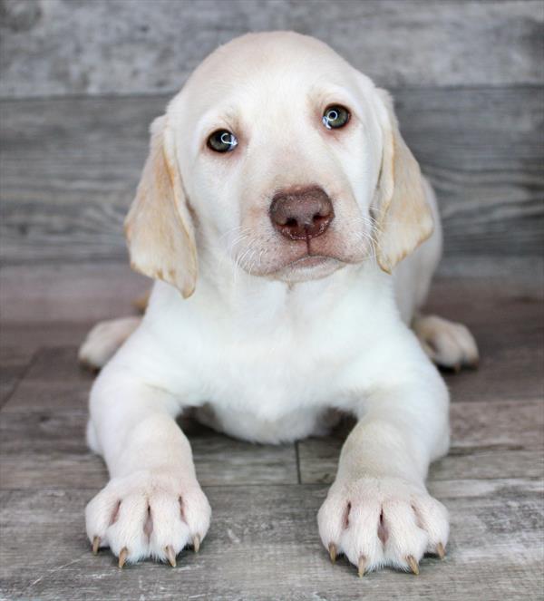 Labrador Retiever Puppy For Sale