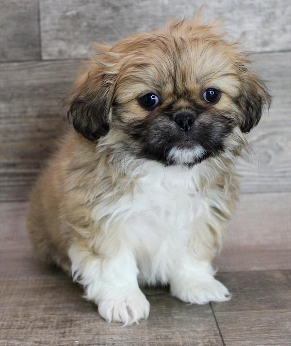 Pekingese Puppy For Sale
