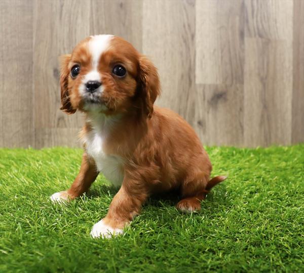Cavalier King Puppy For Sale