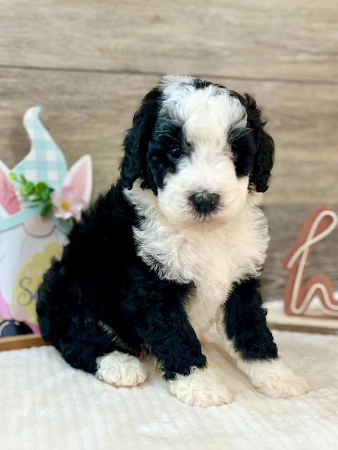 Miniature Sheepadoodle Puppy For Sale