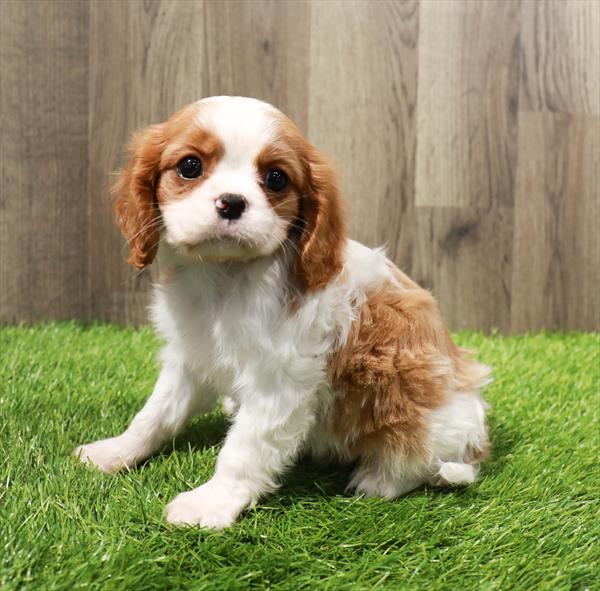Cavalier King Puppy For Sale