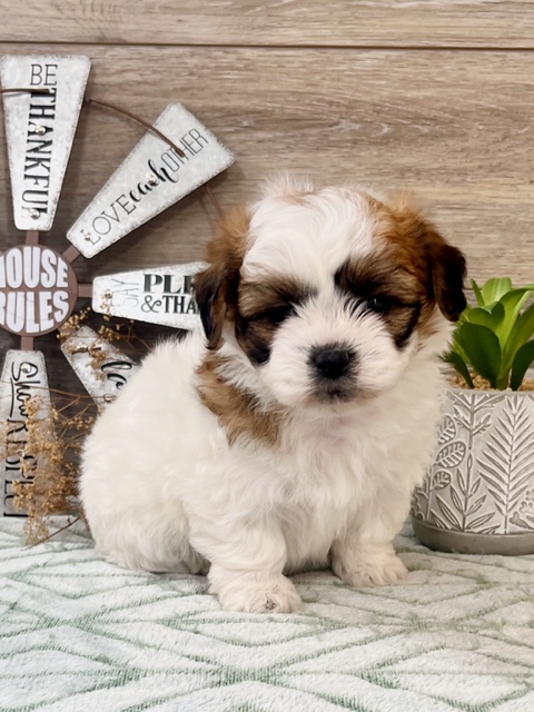 Teddy Bear Puppy For Sale