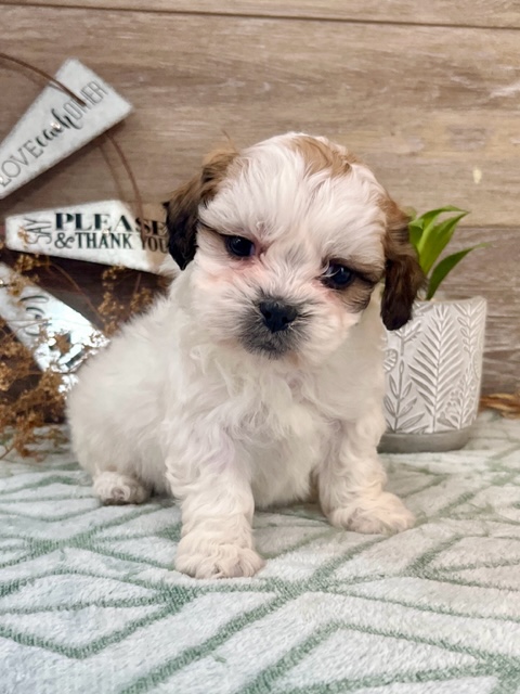Teddy Bear Puppy For Sale