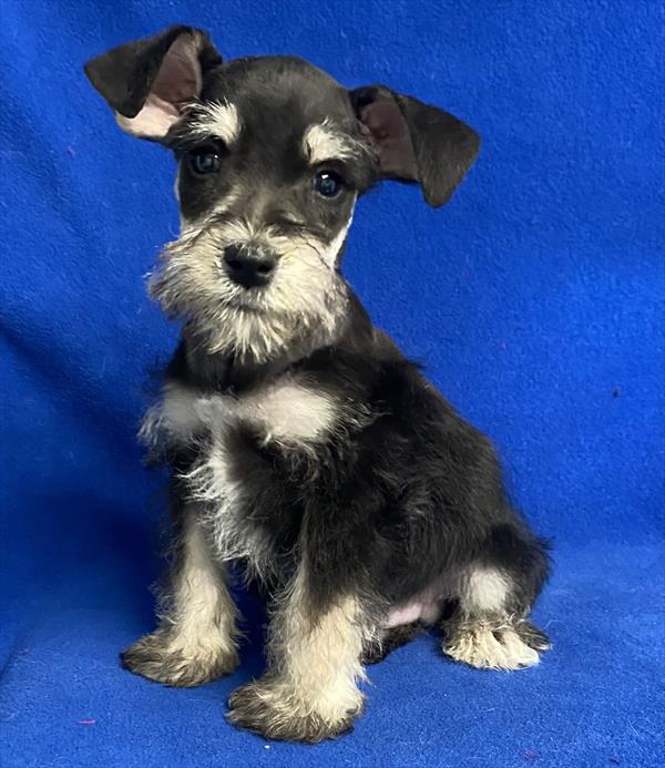 Mini Schnauzer Puppy For Sale