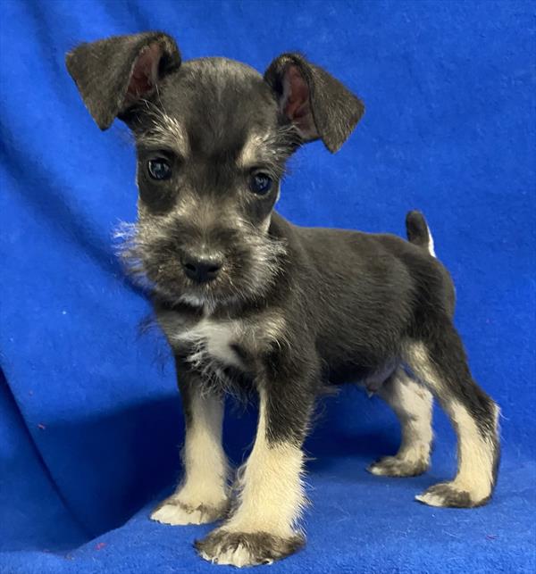 Mini Schnauzer Puppy For Sale