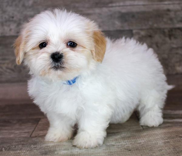 Teddy Bear Puppy For Sale