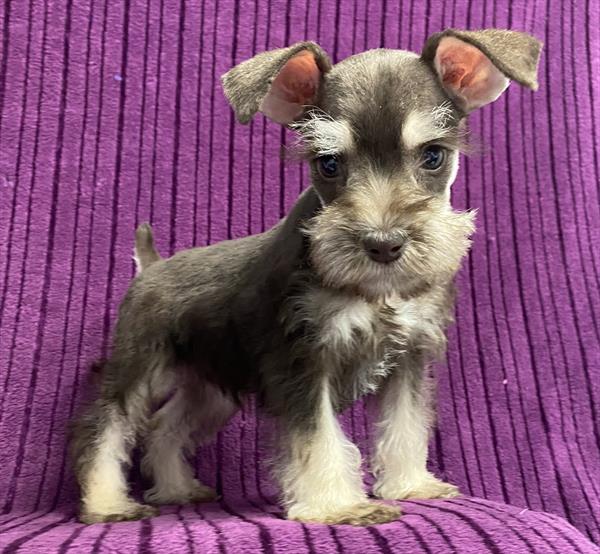 Mini Schnauzer Puppy For Sale