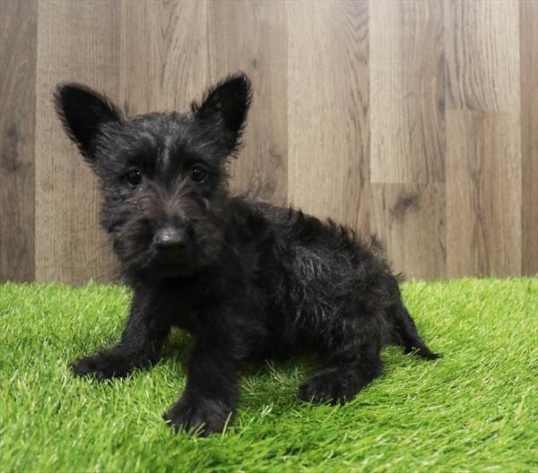 Scottish Terrier Puppy For Sale