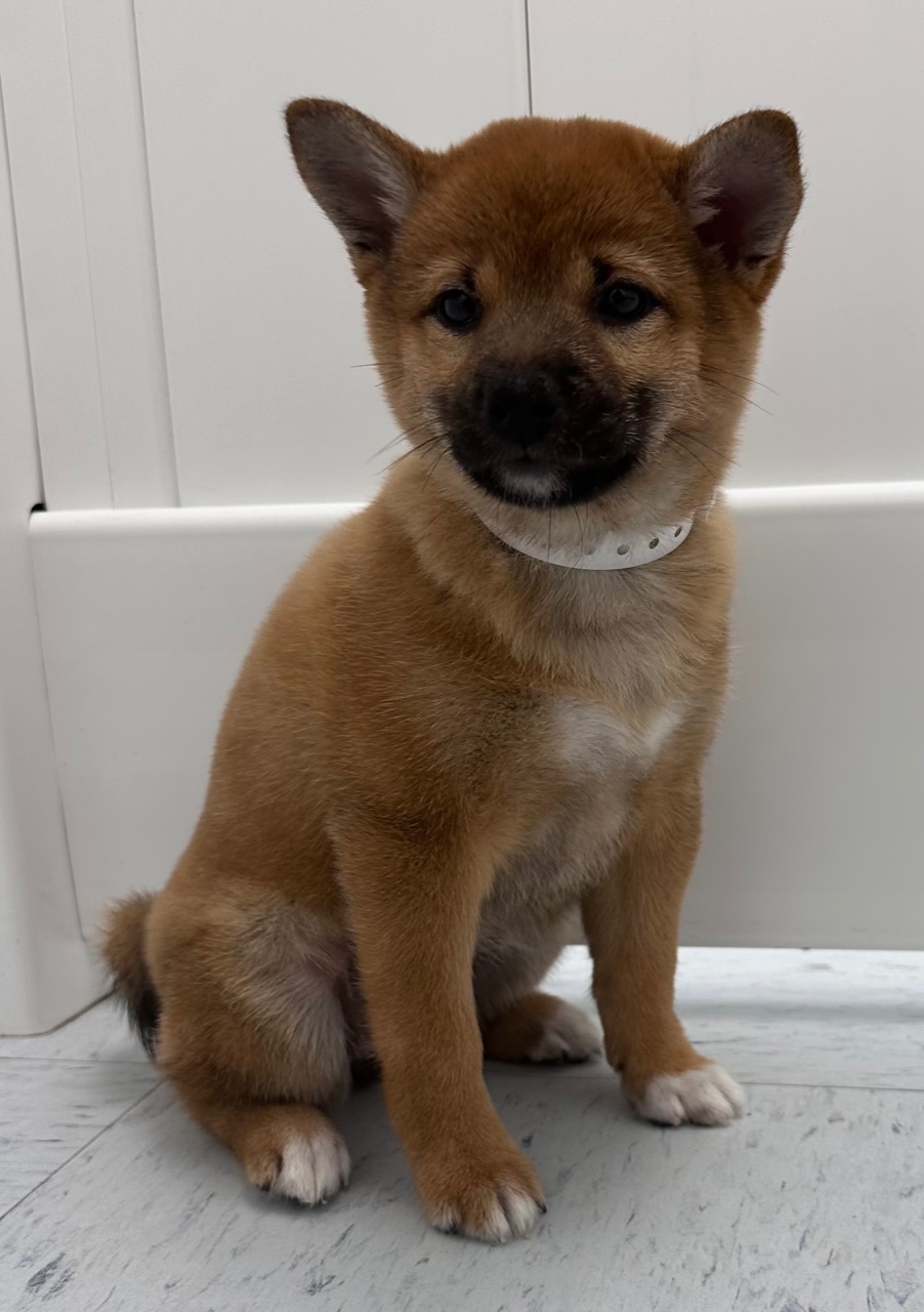 Shiba Inu Puppy