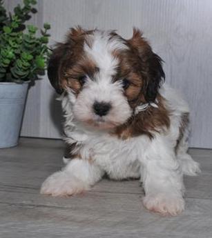 Teddy Bear Puppy For Sale