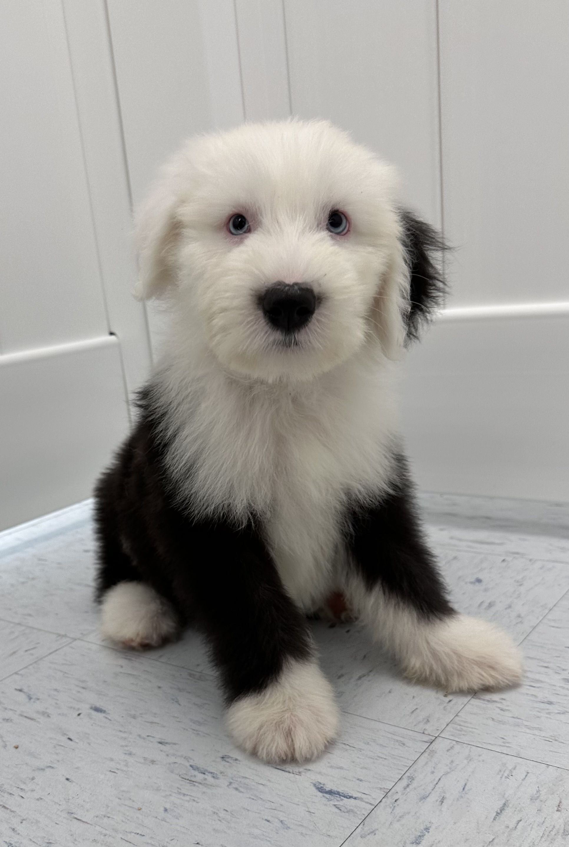 Old English Sheepdog Puppy For Sale