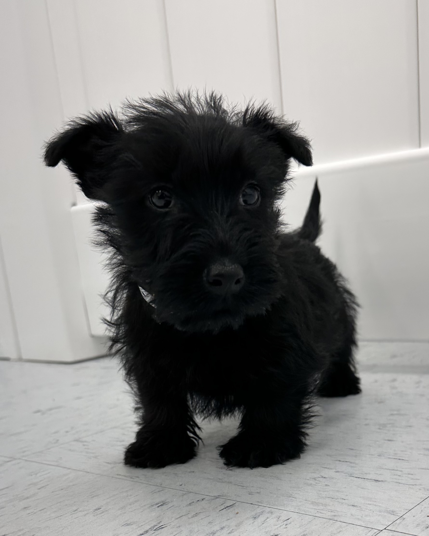 Scottish Terrier Puppy For Sale