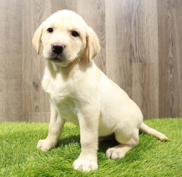 Labrador Retiever Puppy For Sale