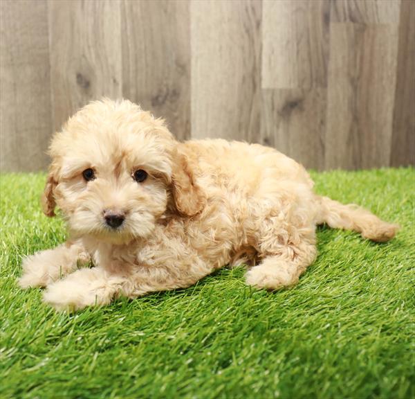 Cavapoo Puppy For Sale
