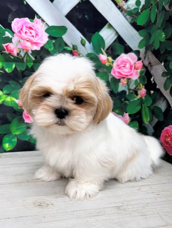 Shih Tzu Puppy For Sale