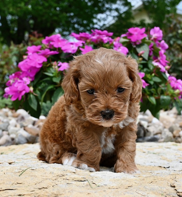 Cockapoo Puppy For Sale