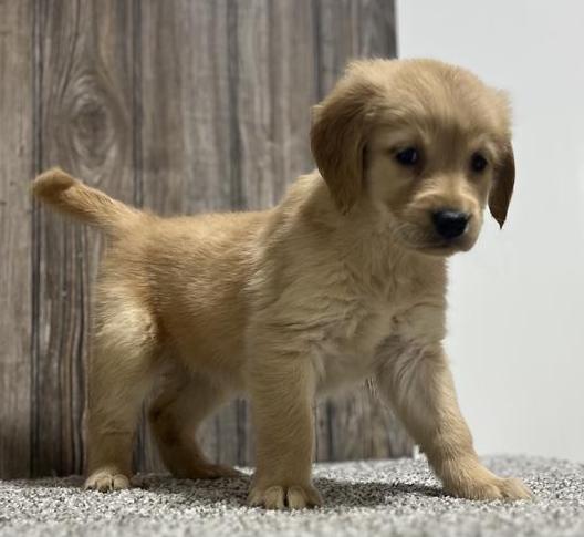 Golden Retriever Puppy For Sale