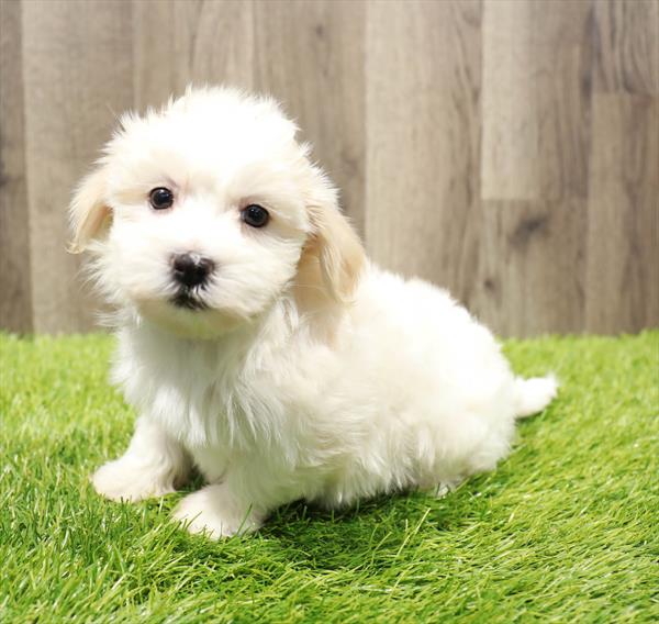 Havanese Puppy For Sale
