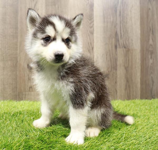 Siberian Husky Puppy For Sale
