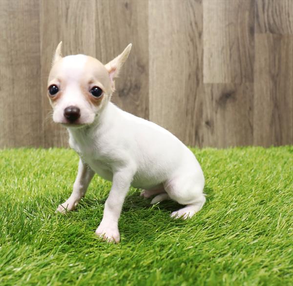 Chihuahua Puppy For Sale