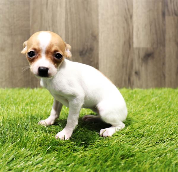Chihuahua Puppy For Sale