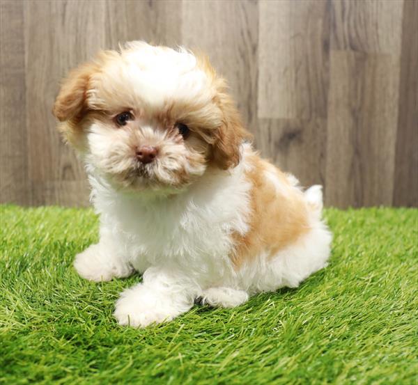 Teddy Bear Puppy For Sale