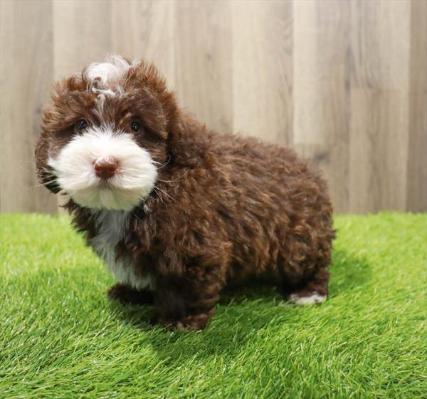 Mini Bernedoodle Puppy
