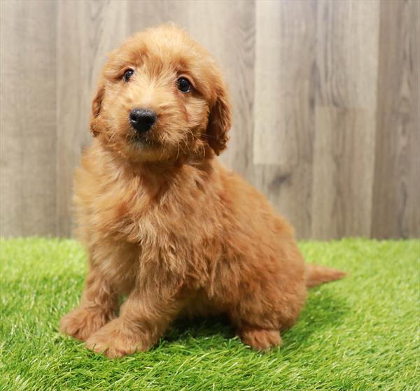 Mini Goldendoodle Puppy For Sale