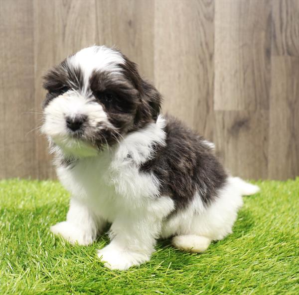 Havanese Puppy For Sale
