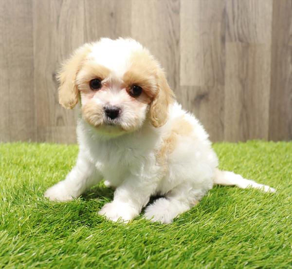 Cavachon Puppy For Sale